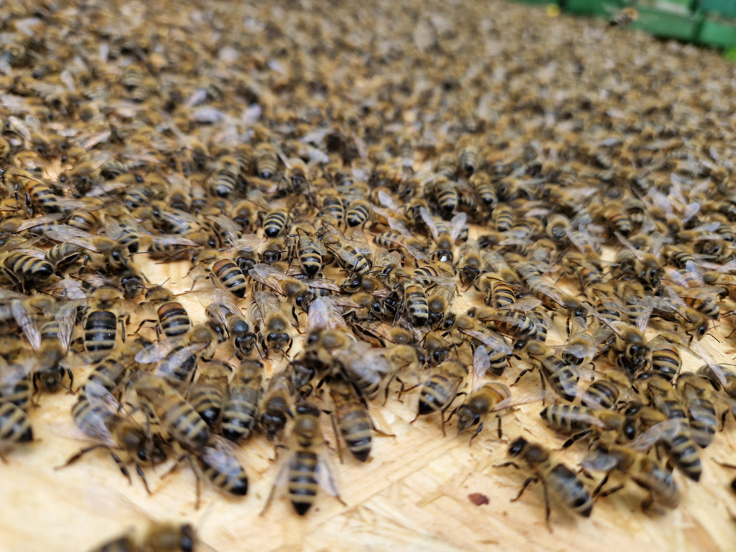 Nature-Patenschaft (8638893687130)