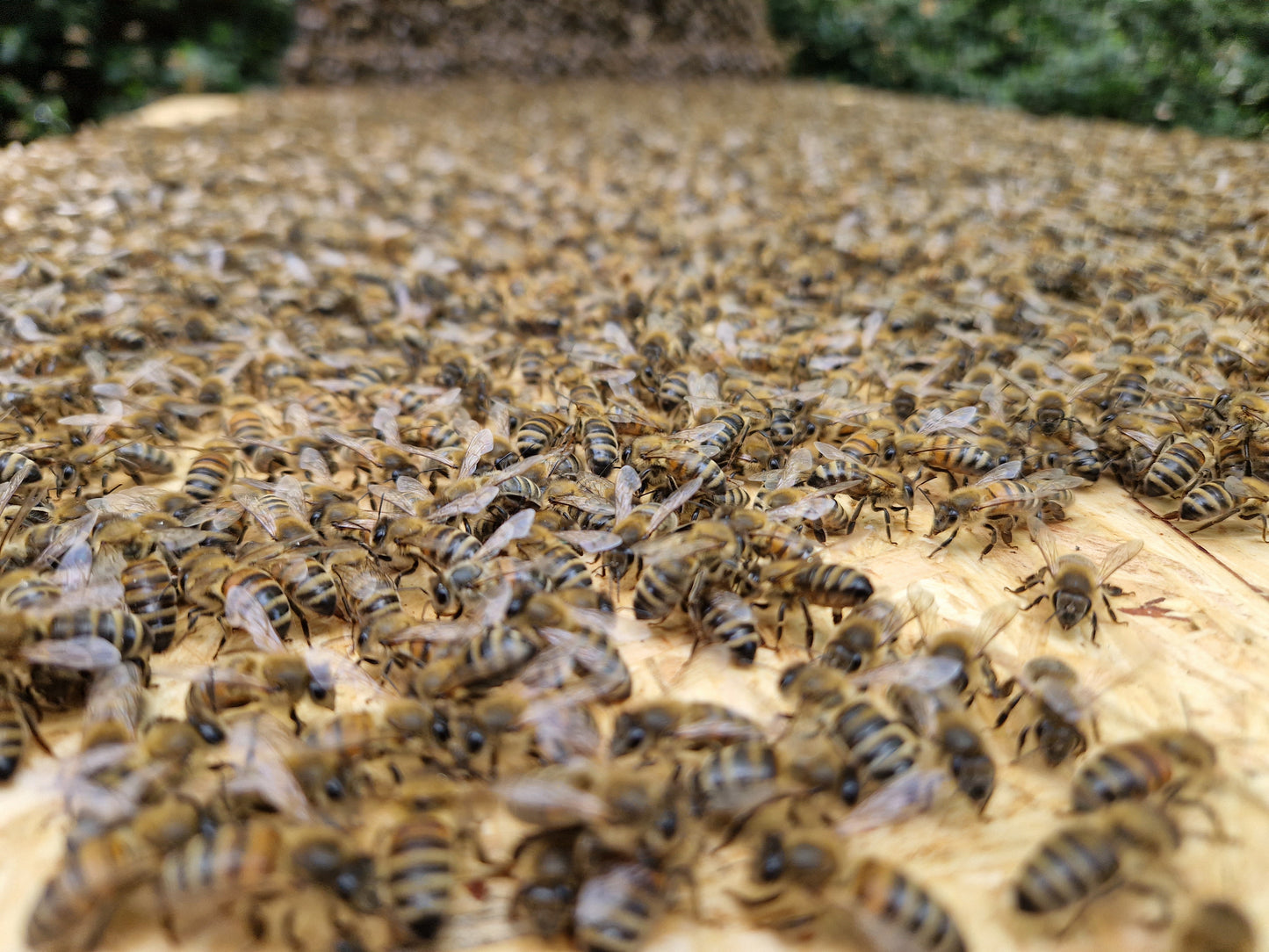 Honey-Patenschaft (8638901682522)