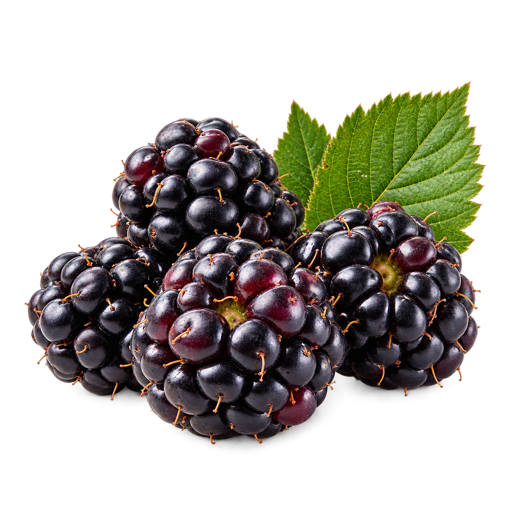 Brombeere – freigestelltes Zutatenmotiv